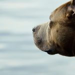 licencia animales potencialmente peligrosos ppp