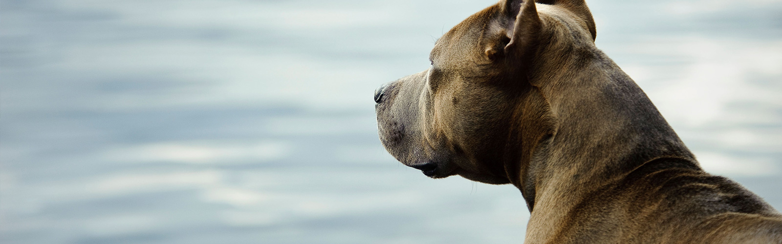 licencia animales potencialmente peligrosos ppp